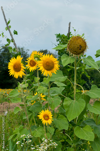 bright sunflowers on a large field on a sunny day