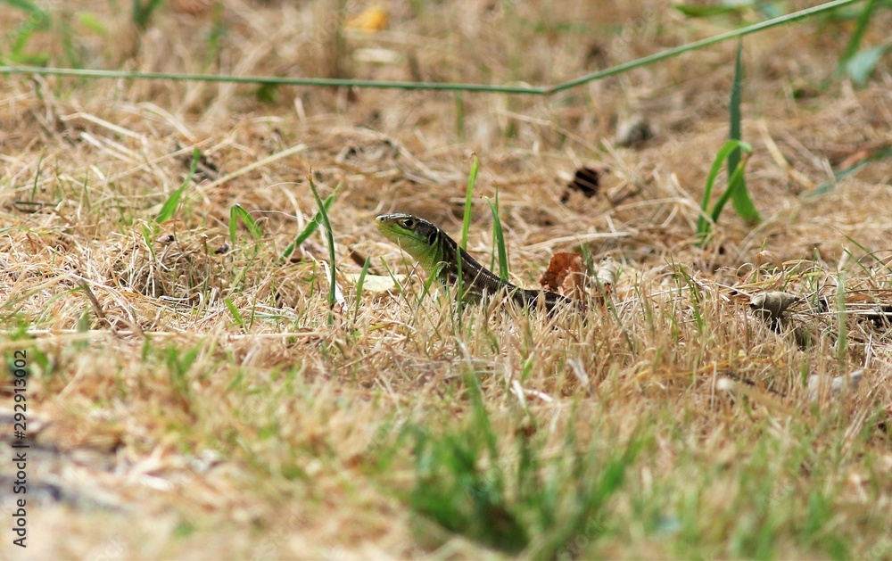 lézard