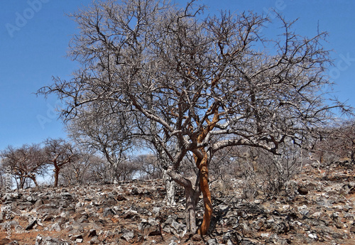 Arbre de Namibie (le boscia albitrunca, le sterculia ...) photo