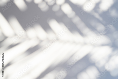 blurred shadow of a palm leaf on a white background