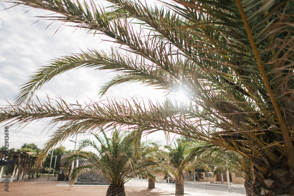 palm trees, leaves, nature in Spain