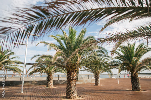 palm trees, leaves, nature in Spain