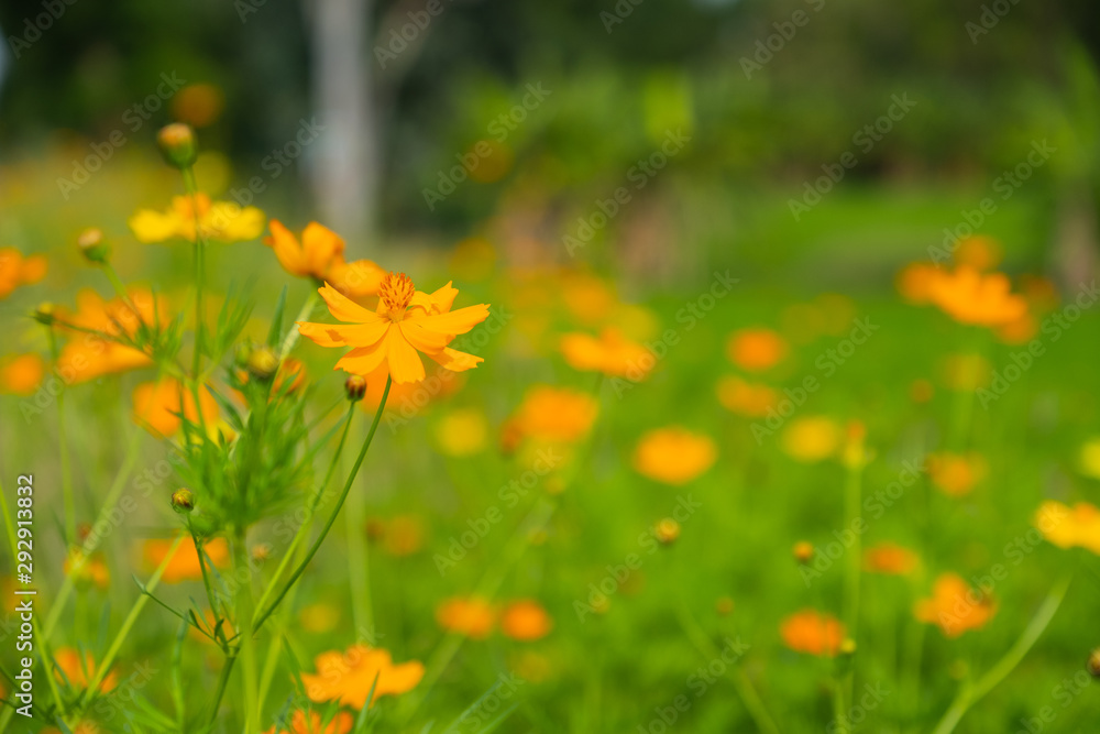 Fototapeta premium Yellow camomiles on blue sky background
