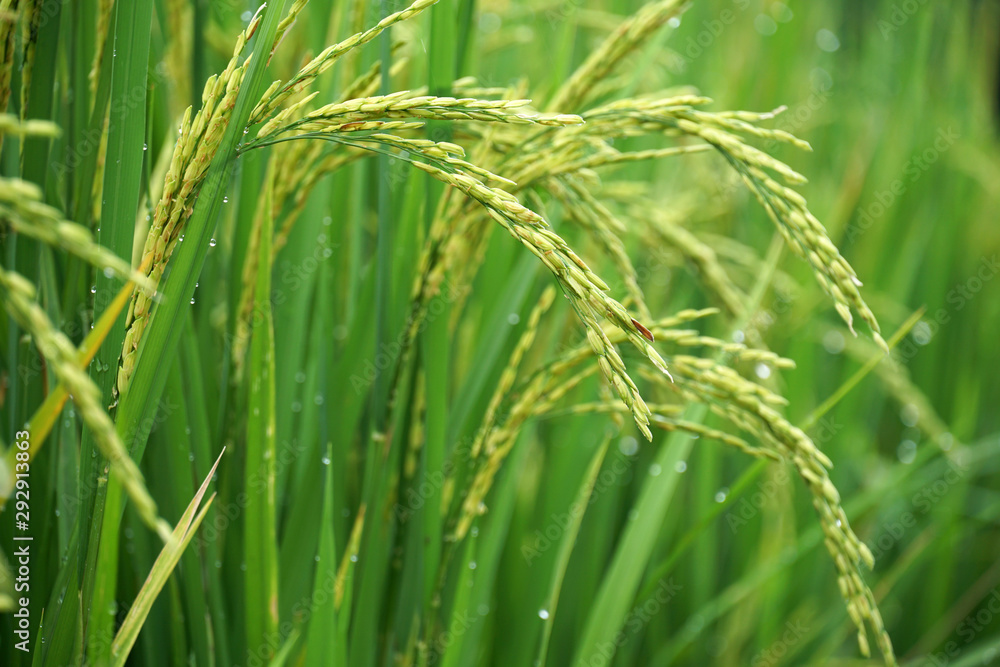Close to Rice plant on paddy field in Thailand. Close to Rice plant on paddy field in Thailand.