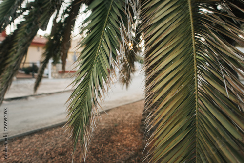 palm trees  leaves  nature in Spain