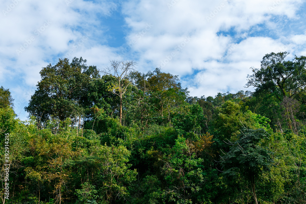 Green forest under blue sky with white cloud.