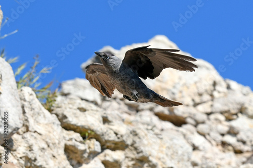 fliegende Dohle (Corvus monedula soemmeringi) – jackdaw photo