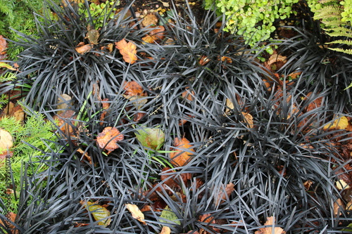 Black lily turf, Ophiopogon planiscapus Nigrescens close up with fallen autumn leaves