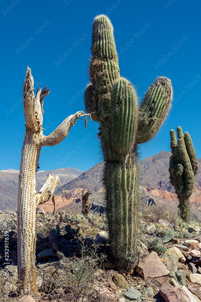 Cactus dead and alive in the ruins of Tilcara, Jujuy, Argentina. 
