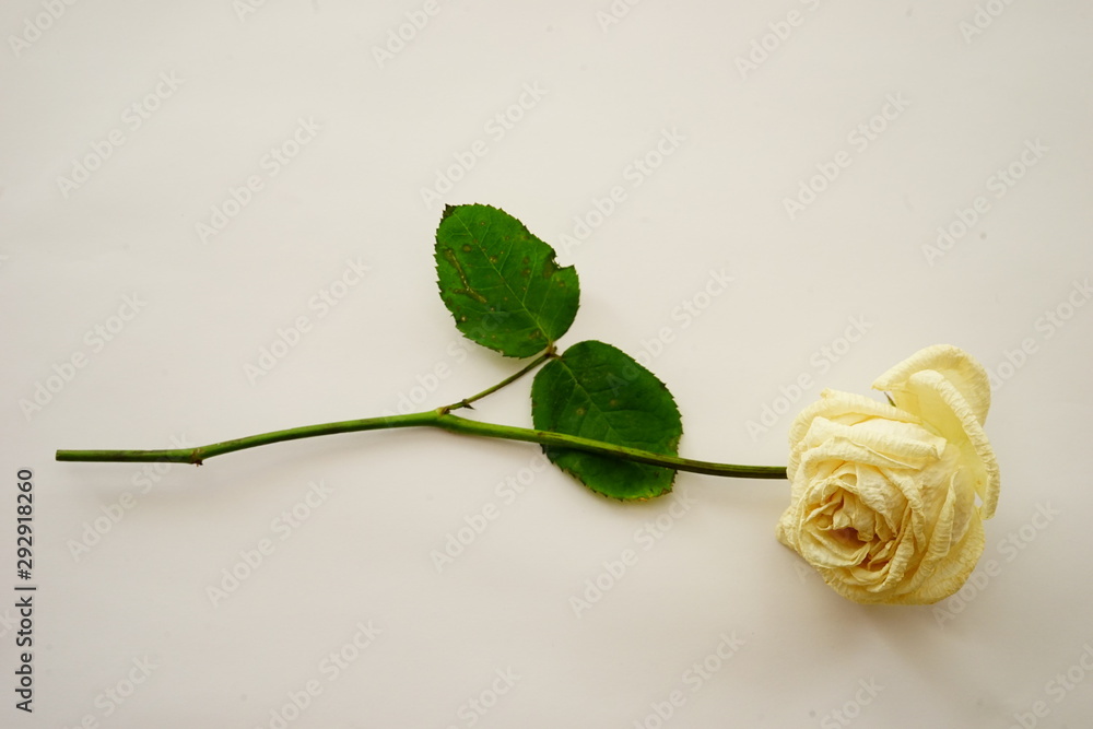 白 バラ 薔薇 ばら 一輪 白バック 白背景 マクロ 接写 枯れた しおれた ビビットカラー Stock Foto Adobe Stock