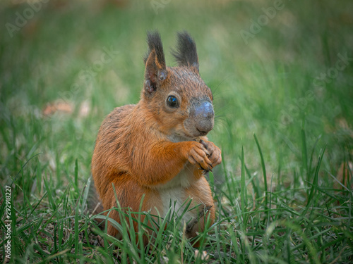 Red squirrel sits in green grass and hold nut in paws. Tsaritsyno park, Moscow city, Russia. Close up view with bokeh.