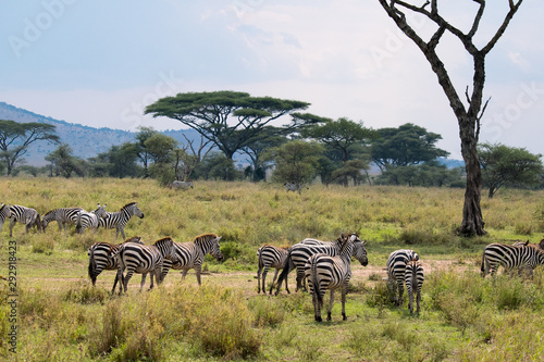 SAFARI Tanzania Zanzibar