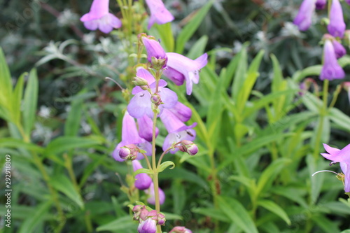 Penstemon 'Alice Hindley' purple flowers close up photo