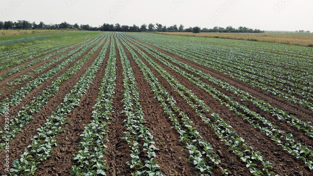 Landscape view of a field with growing cabbage. Agricultural field with green vegetables in summer. Organic farming concept. Landscape view of a field with growing cabbage. Agricultural field with green vegetables in summer. Organic farming concept.