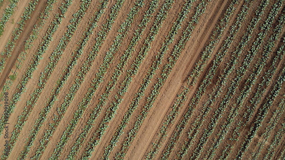 Aerial view of the vegetable field. Aerial view of green agricultural field from drone. Aerial view of the vegetable field. Aerial view of green agricultural field from drone.
