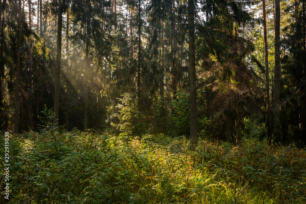 Obraz premium Forrest - Forest Knyszyn (Poland)