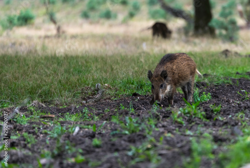 wildboar animal in the netherlands in the forest