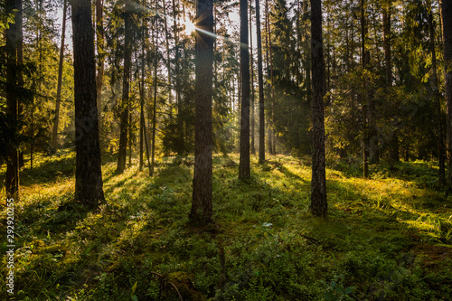Forrest - Forest Knyszyn (Poland) © szczepank