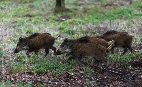 wildboar animal running in the netherlands in the forest
