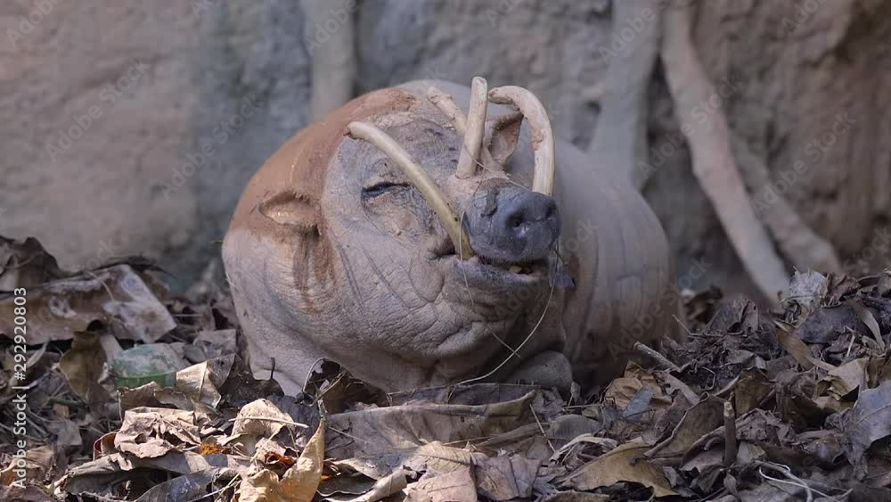 A male of Babirusa (Babyrousa celebensis) is lying on a soft layer of dry leaves. A male of Babirusa (Babyrousa celebensis) is lying on a soft layer of dry leaves.