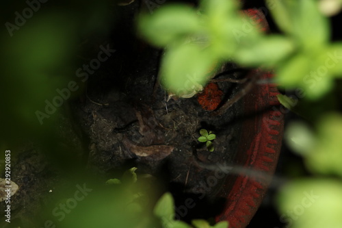 tulsi