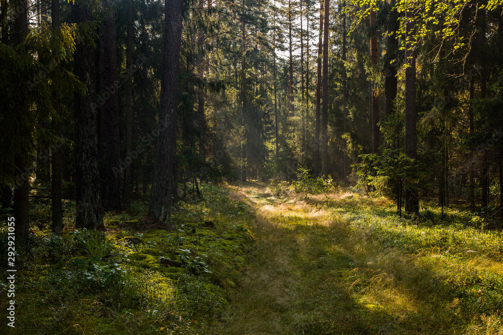 Obraz premium Forrest - Forest Knyszyn (Poland)