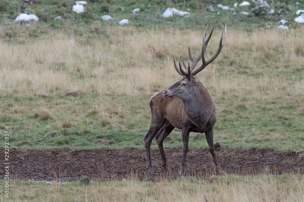 The wonderful Red deer in Apennines mountains (Cervus elaphus) The wonderful Red deer in Apennines mountains (Cervus elaphus)