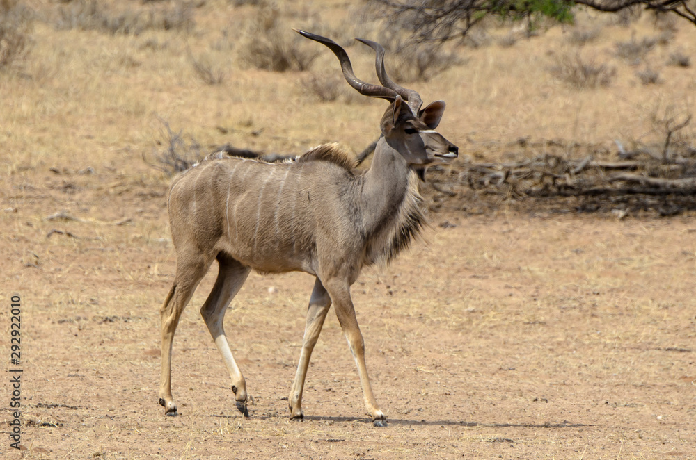 Fototapeta premium Grand koudou, Tragelaphus strepsiceros, mâle, Parc national du Kalahari, Afrique du Sud