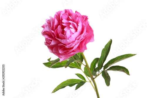 Bright pink peony flower isolated on white background.