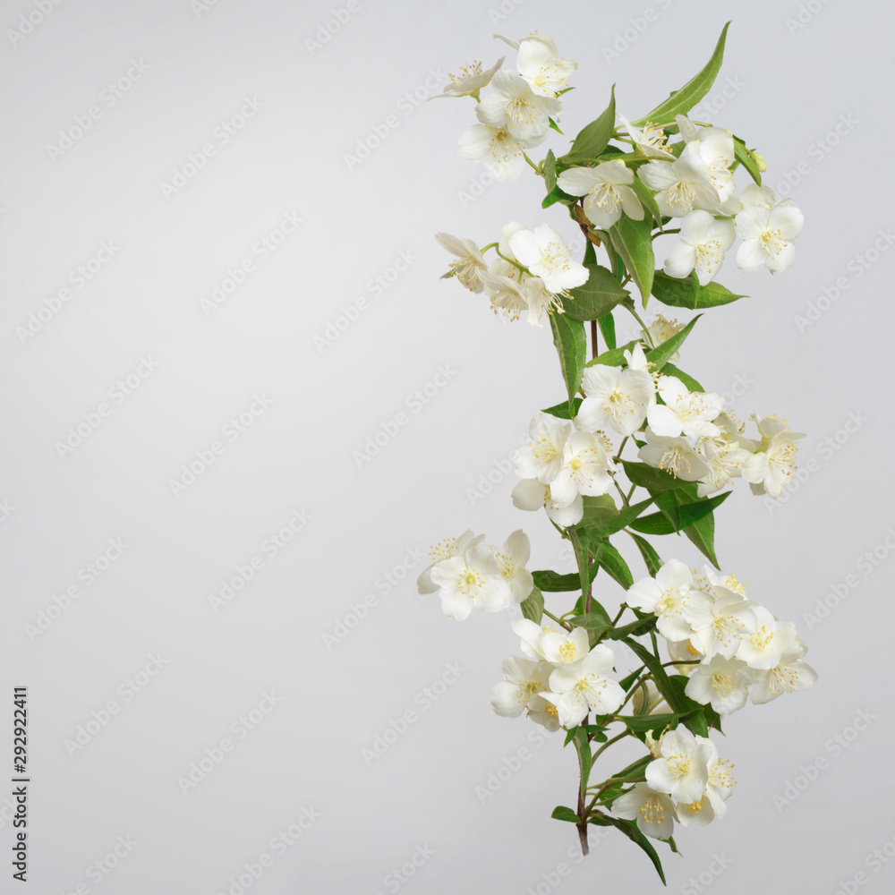 A branch of a mockup of a blooming small white flowers Isolated on a gray background.