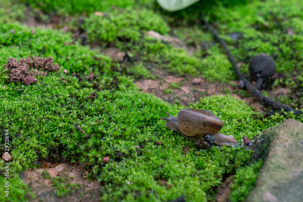 A snail is crawling on the green moss A snail is crawling on the green moss