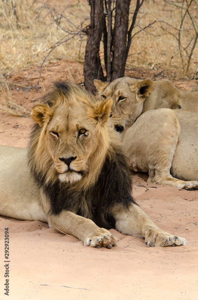 Lion, lionne, Panthera leo, Parc national du Kalahari, Afrique du Sud Lion, lionne, Panthera leo, Parc national du Kalahari, Afrique du Sud