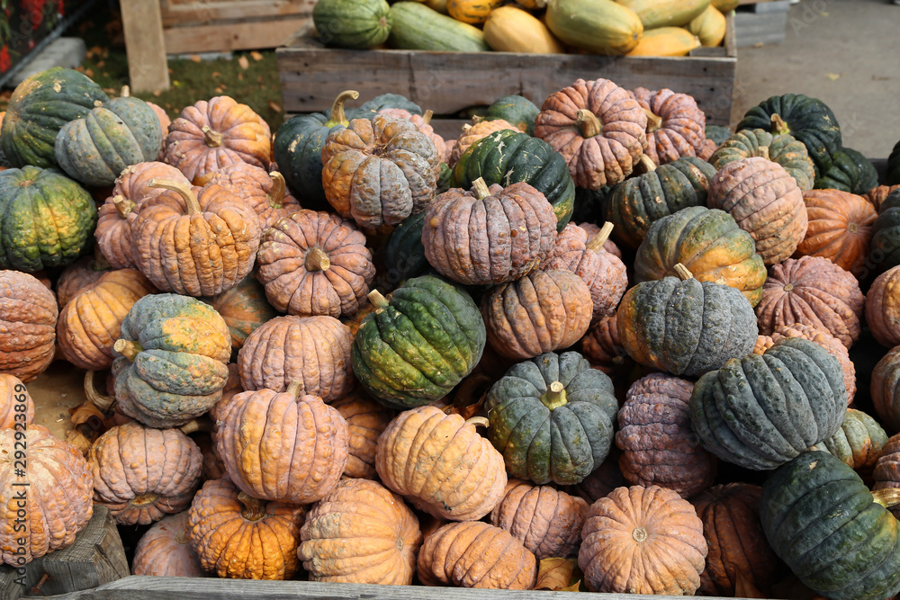 Fresh healthy bio pumpkins on farmer agricultural market at autumn