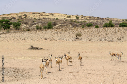 Springbok, Antidorcas marsupialis, Afrique du Sud © JAG IMAGES