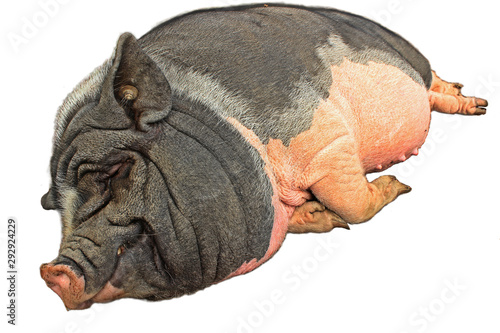 Schlafendes Hängebauchschwein , freigestellt