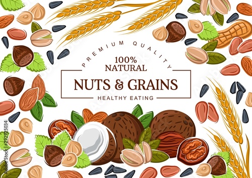 Vector nuts and cereal grains