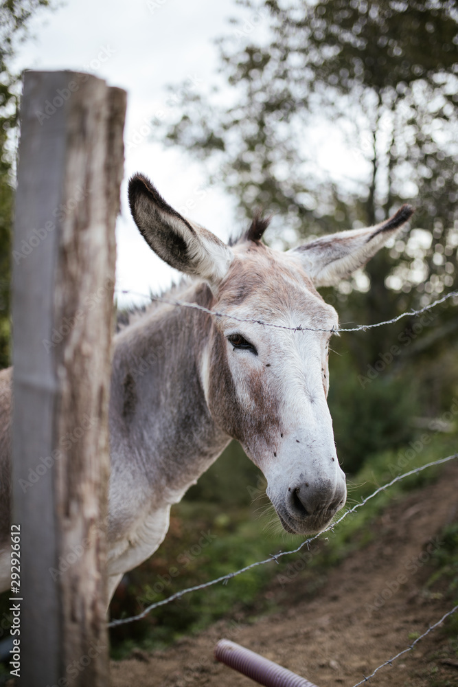 Donkey face. Nice animal.