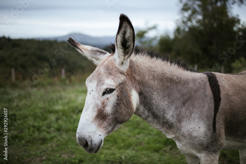 Donkey portrait in the field.