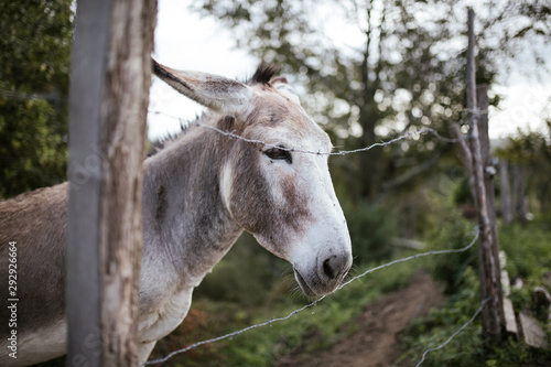Donkey portrait. Nice animal.