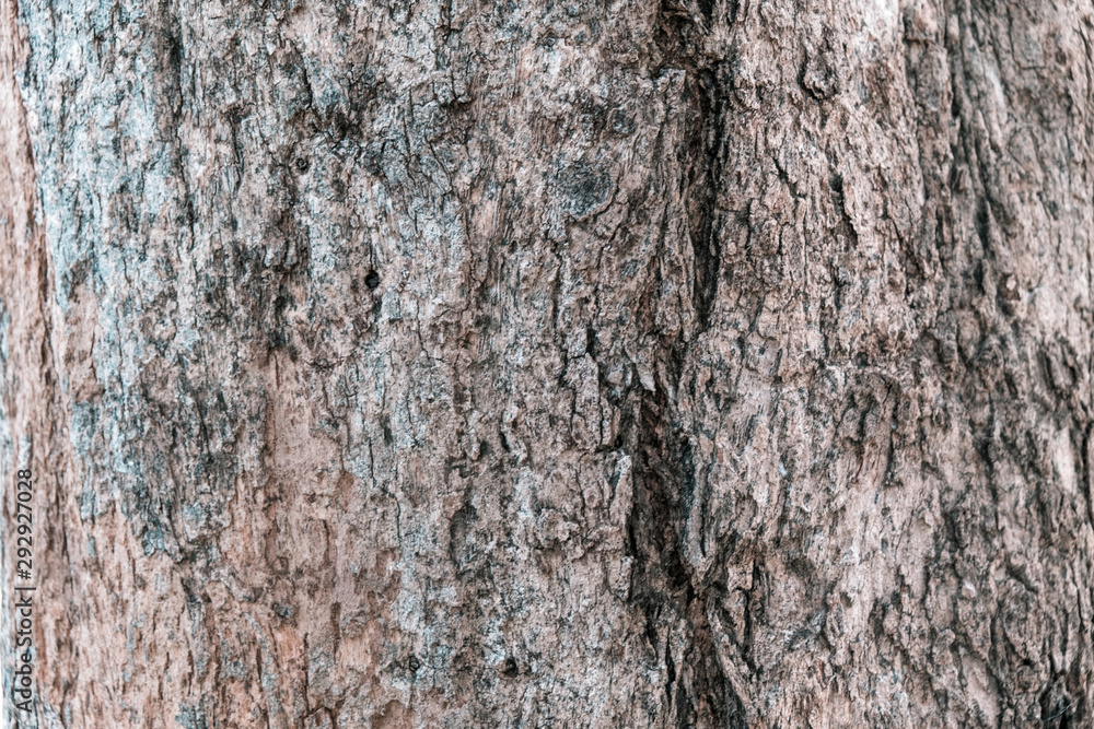 Close up of tree bark surface, tree bark background. Close up of tree bark surface, tree bark background.