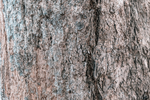 Close up of tree bark surface, tree bark background.