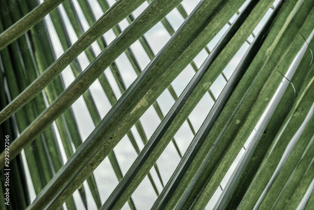 Close up of coconut green leaf Close up of coconut green leaf