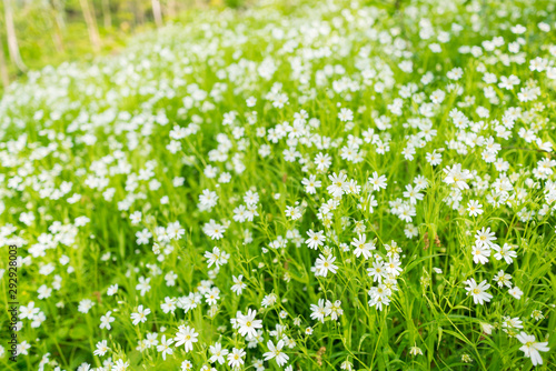 Stellaria holostea. Wild white spring flowers in grass