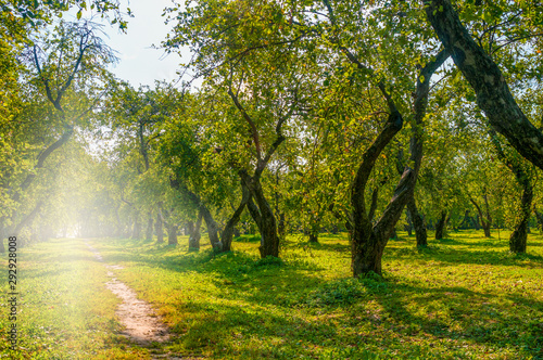 Fototapeta Naklejka Na Ścianę i Meble -  Landscape with apple trees in garden