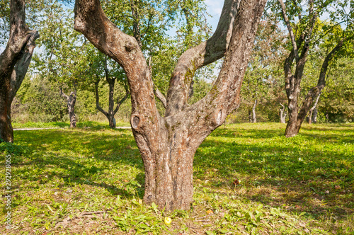 Trunk of apple tree in the orchard