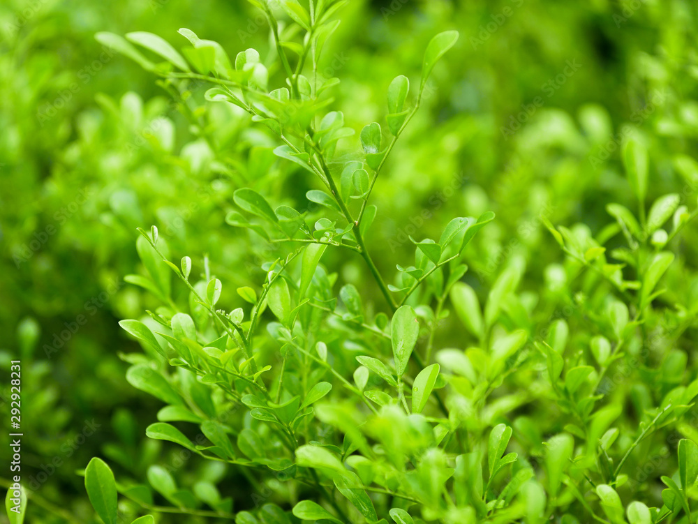 green leaf background. green leaf pattern. green leaf background. green leaf pattern.
