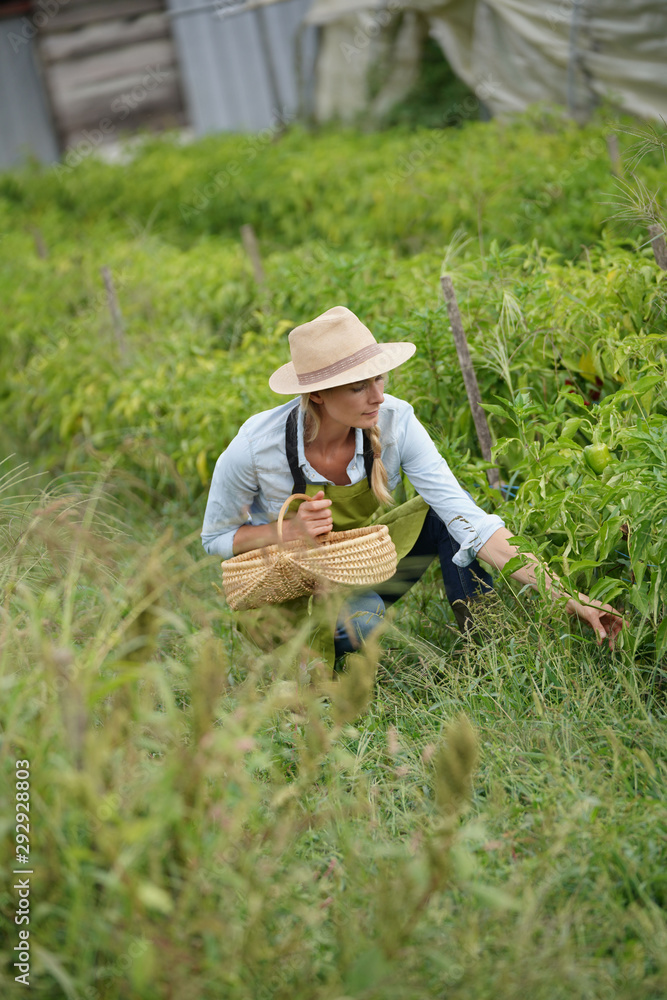 Farmer woman in field picking peppers