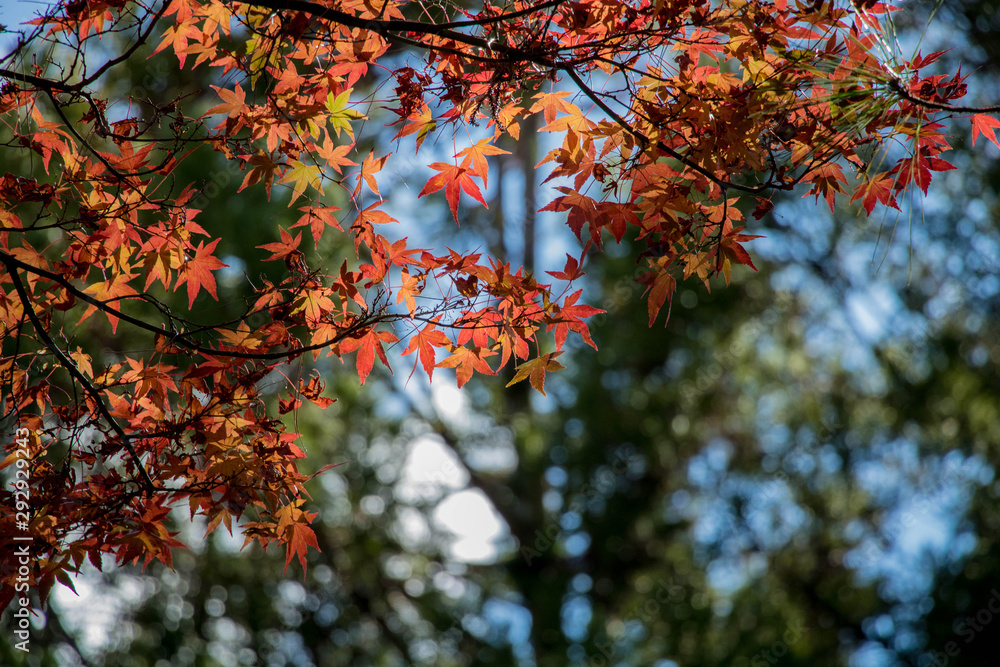 Beautiful autumn scenery at Fushoushan in Taiwan, Asia. The fallen leaves beautiful color picture. Beautiful autumn scenery at Fushoushan in Taiwan, Asia. The fallen leaves beautiful color picture.