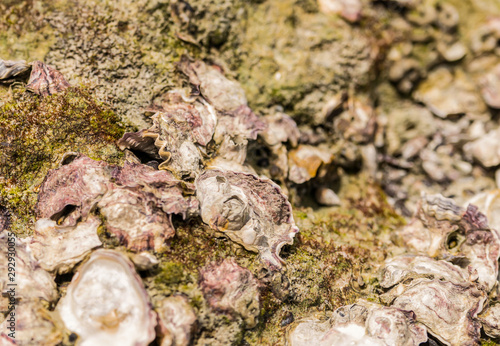 multicolor mushrooms  similar to the folds of seashell  growing on an old stump