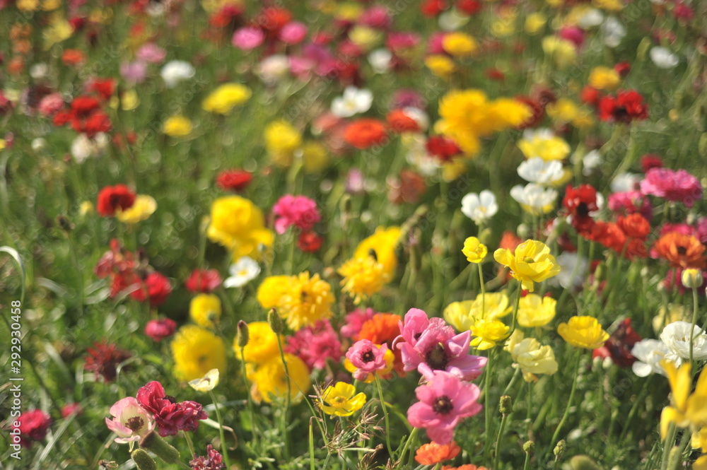 Fototapeta premium flowers